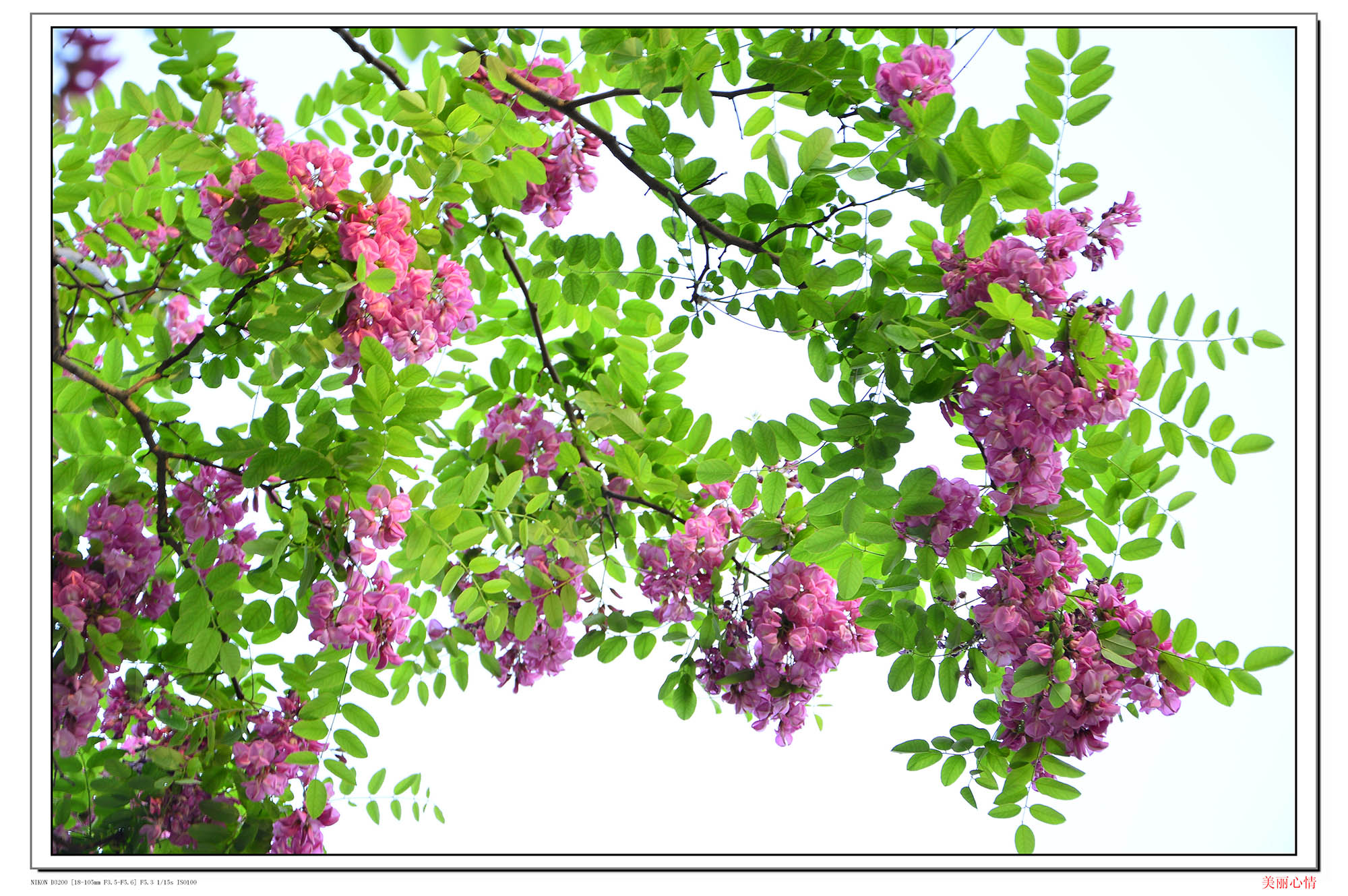 盛开的紫色洋槐花|摄影|其他摄影|lit82119 - 原创作品 - 站酷 (ZCOOL)