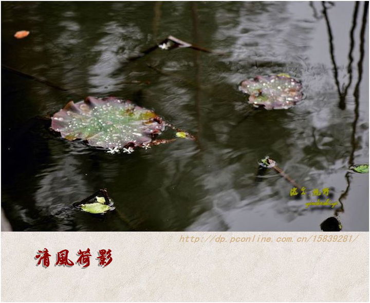 【清风荷影摄影图片】武汉东湖生态摄影