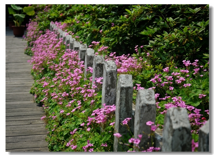 红花柞浆草