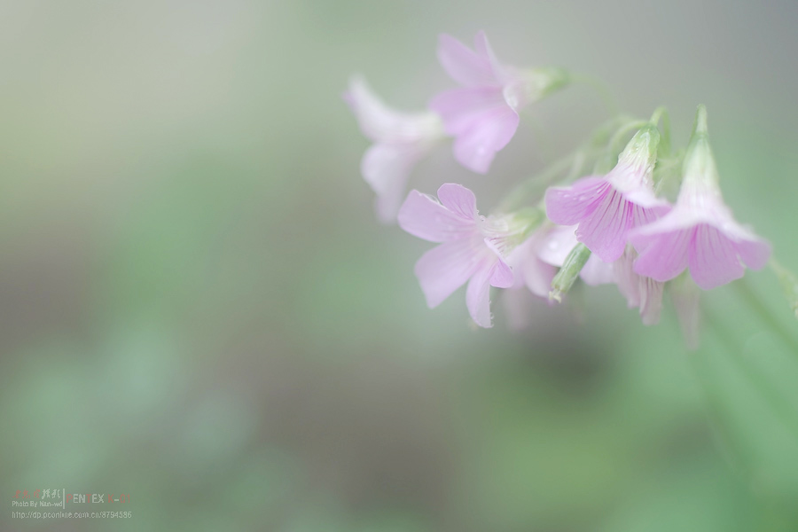 【雾里看花摄影图片】阳台生态摄影_太平洋电脑网摄影部落