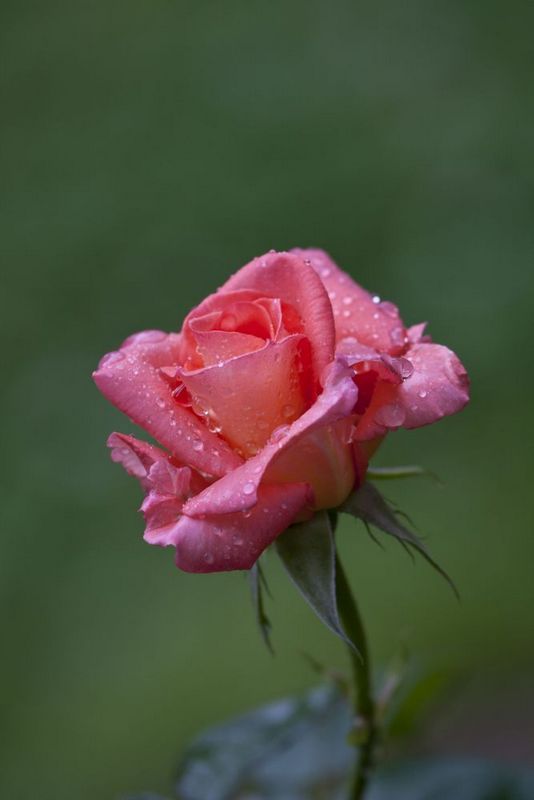 雨后月季