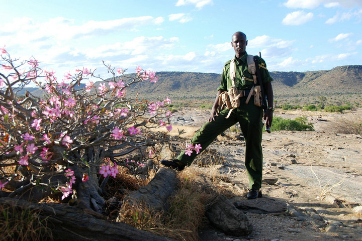 【【传奇非洲沙漠玫瑰】摄影图片】非洲 肯尼