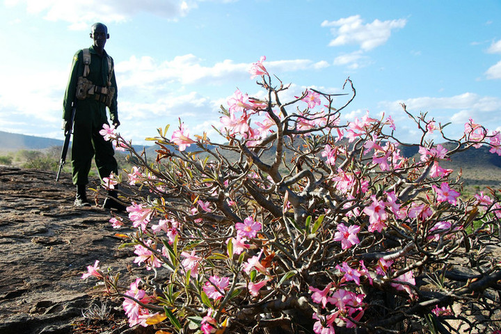 【【传奇非洲沙漠玫瑰】摄影图片】非洲 肯尼