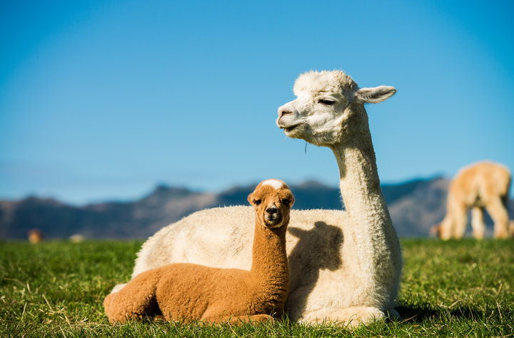 【莎玛拉羊驼牧场(shamarra alpaca farm)摄影图片】