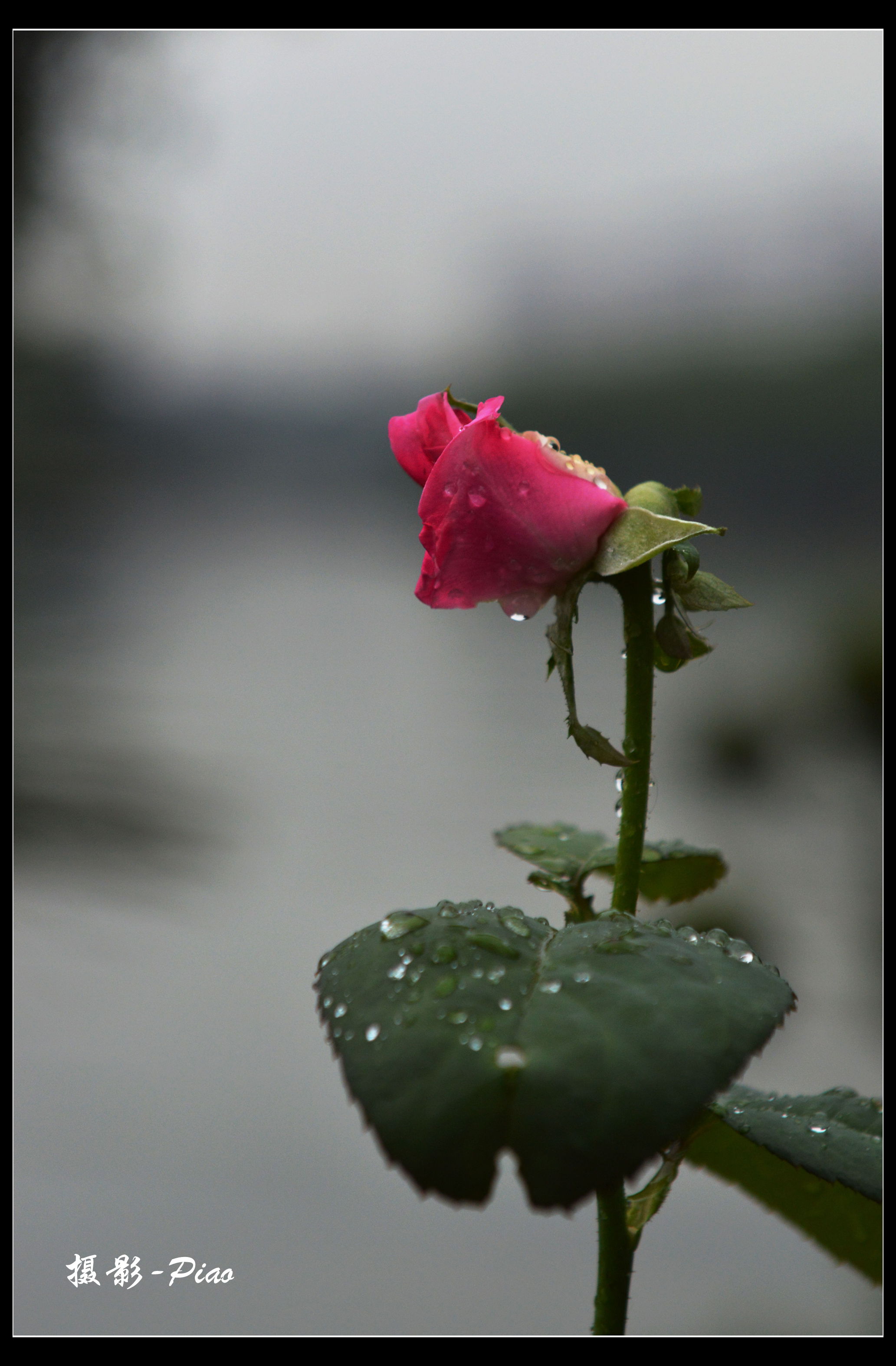 雨中玫瑰