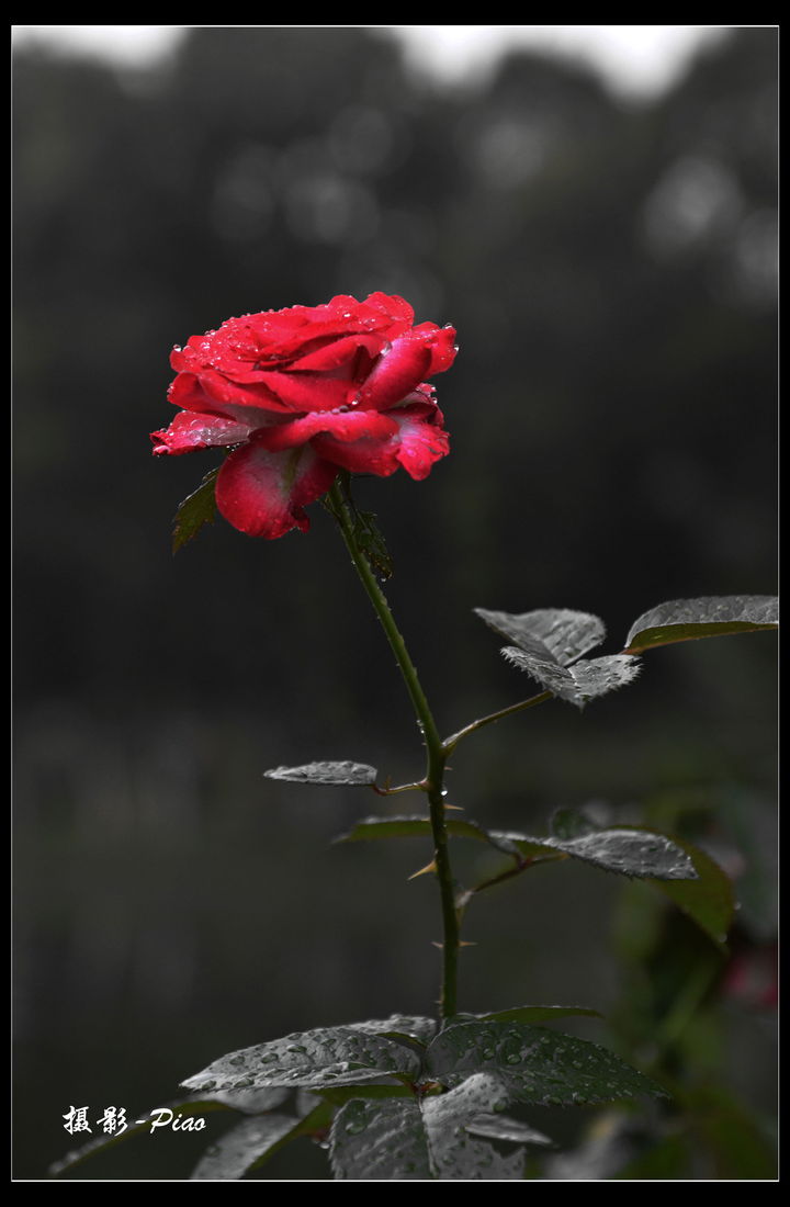 雨中玫瑰