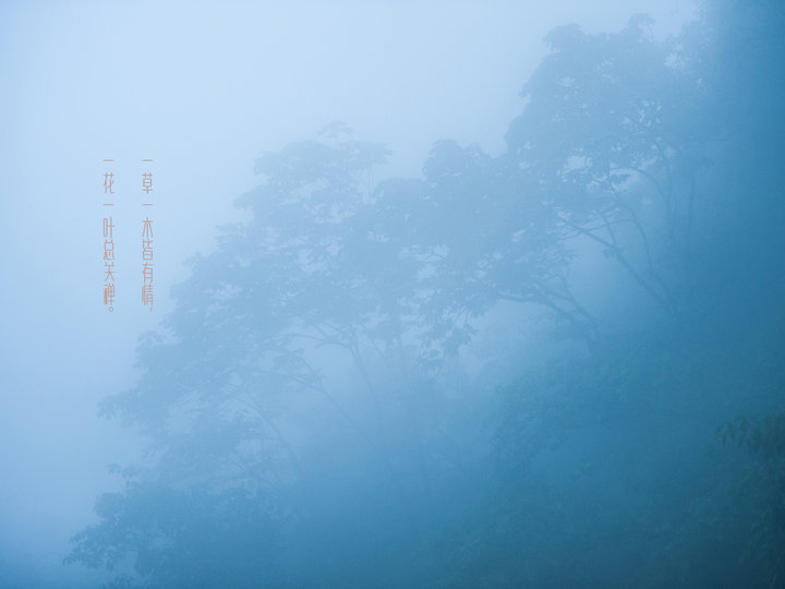 【禅.菩提树下摄影图片】杭州灵顺寺生态摄影