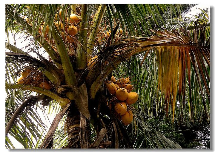 【热带水果摄影图片】海南热带雨林植物园生态