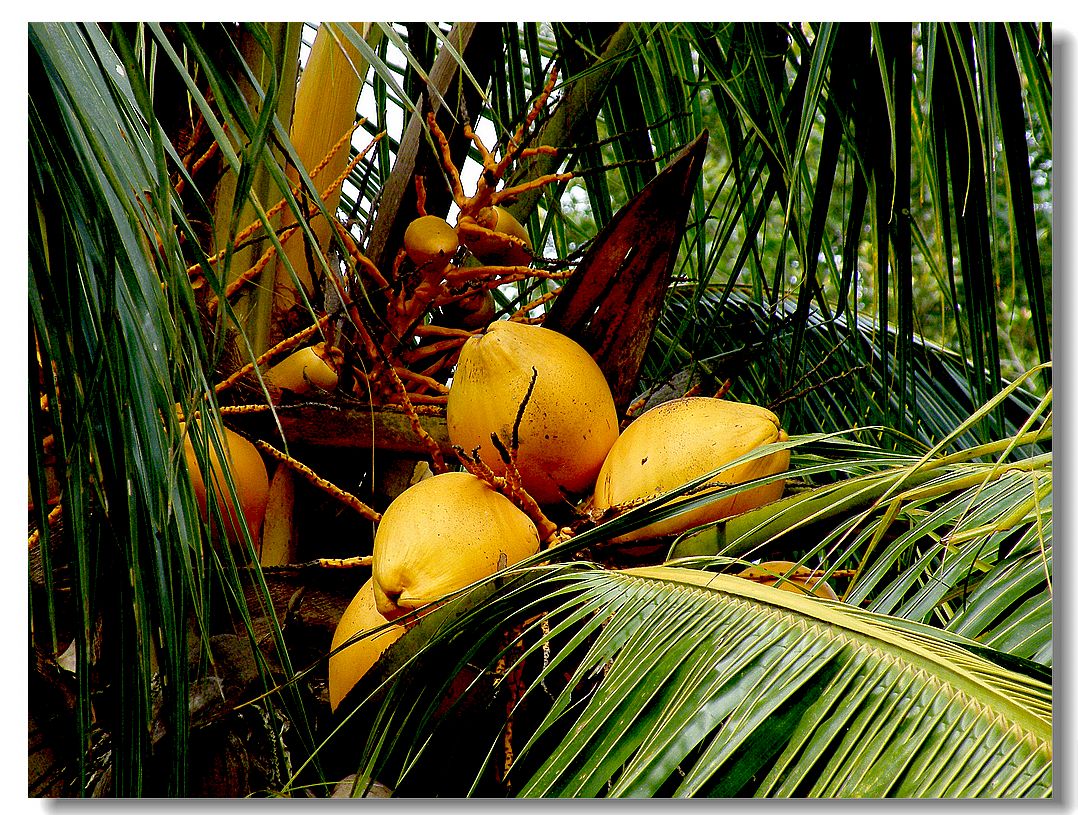 海南有哪些常见的热带水果？