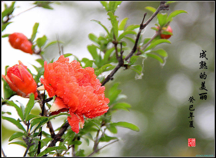 西安市花石榴花