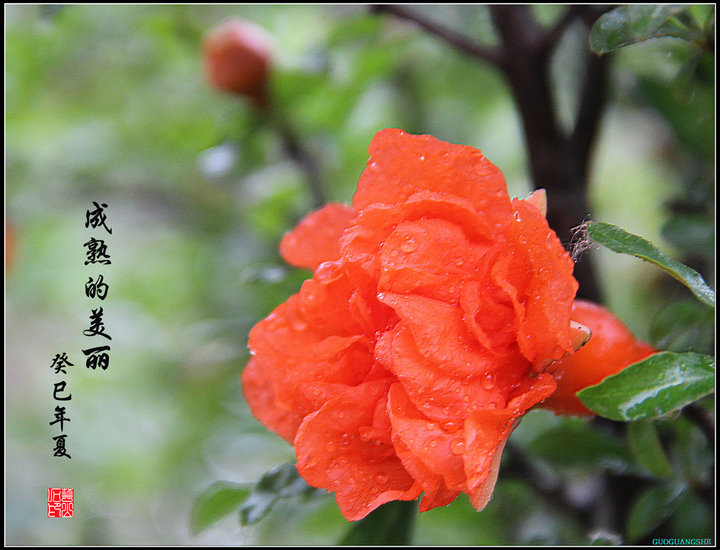 西安市花石榴花