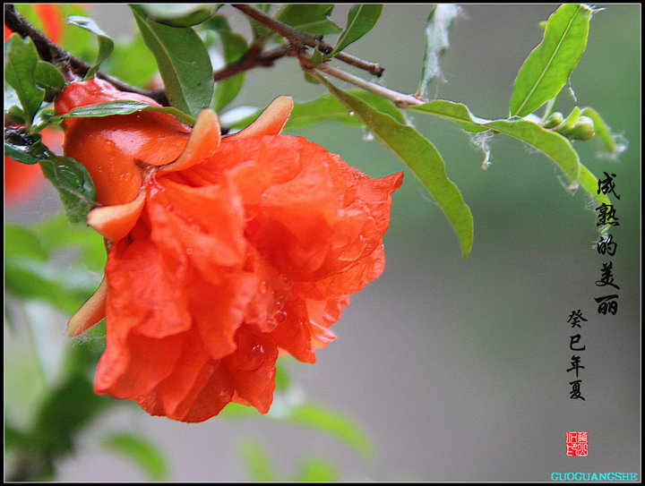 西安市花石榴花