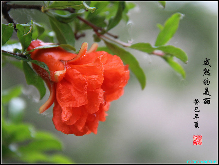 西安市花石榴花