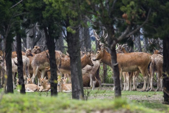 【大丰麋鹿摄影图片】江苏大丰麋鹿自然保护区