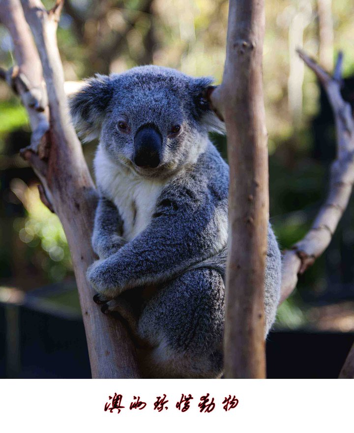 【澳洲珍稀动物摄影图片】澳大利亚生态摄影