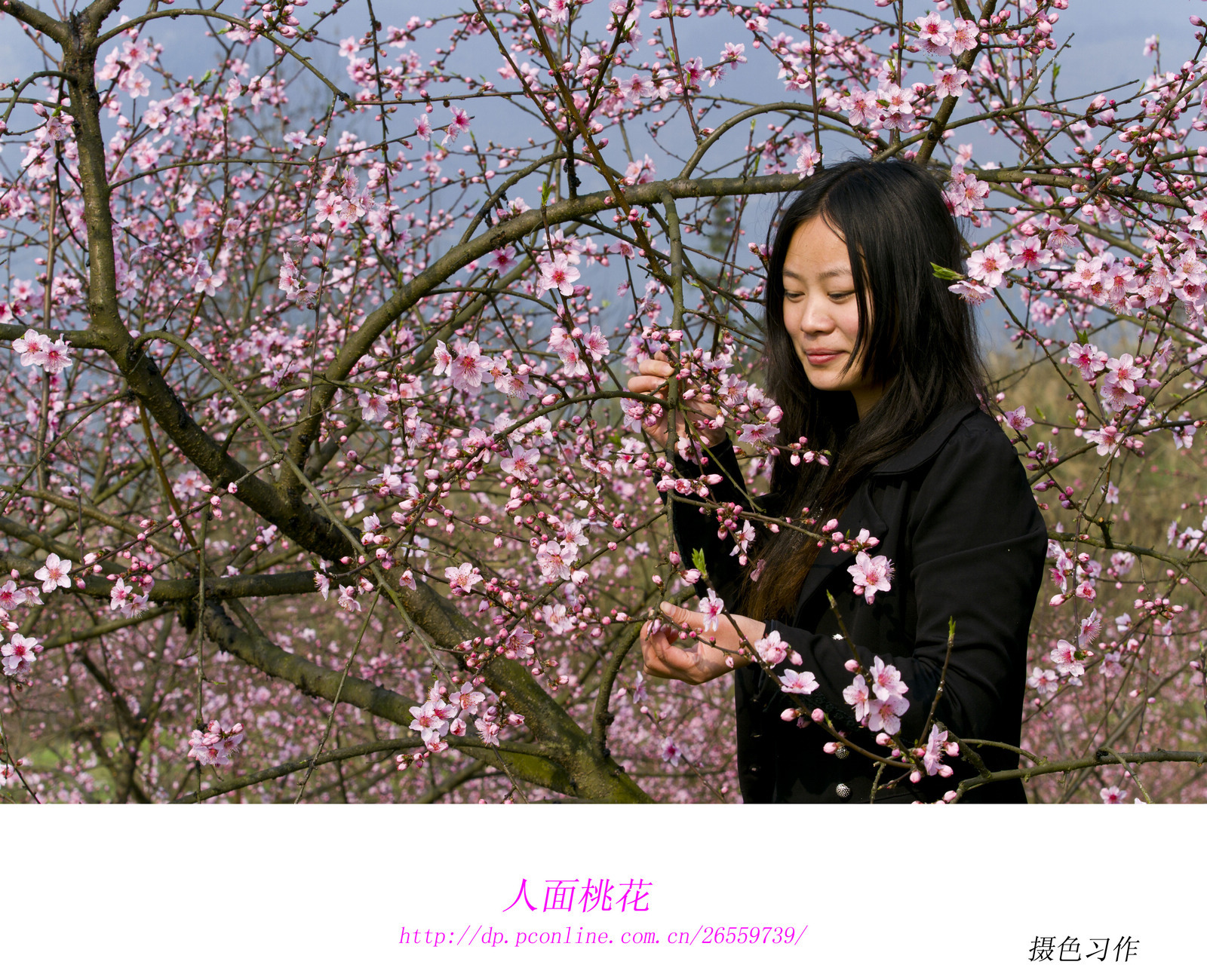人面桃花