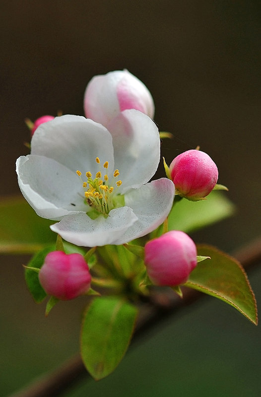 亮丽苹果花