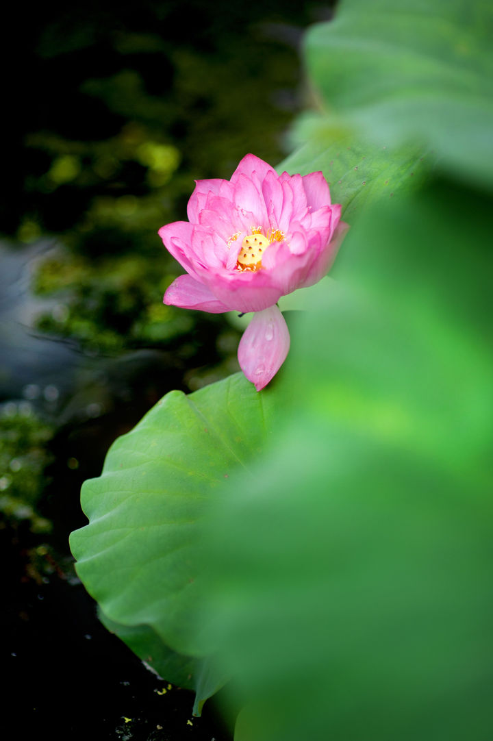 山水荷花物语