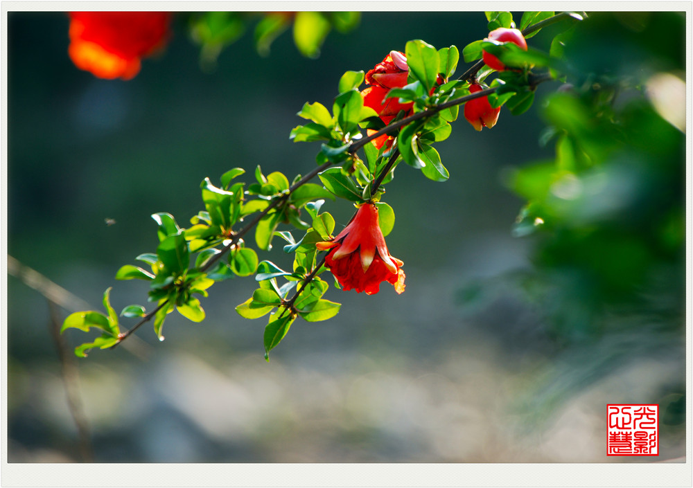 石榴花 花语