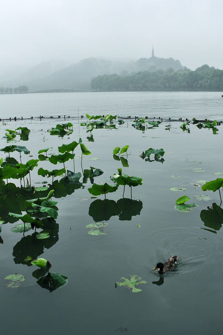 雨中西湖