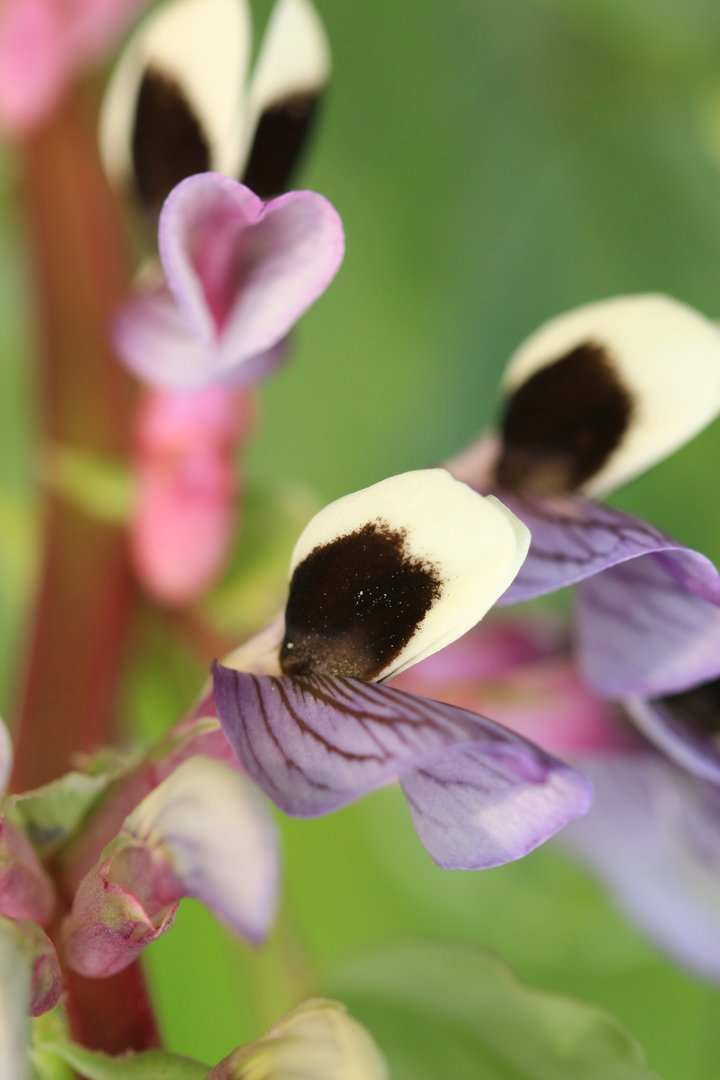 蚕豆花