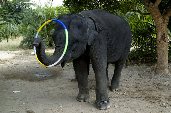 泰国印象3--动物世界2-大象