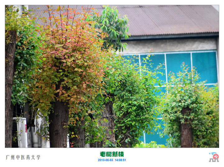 【老树新枝摄影图片】广州中医药大学生态摄影