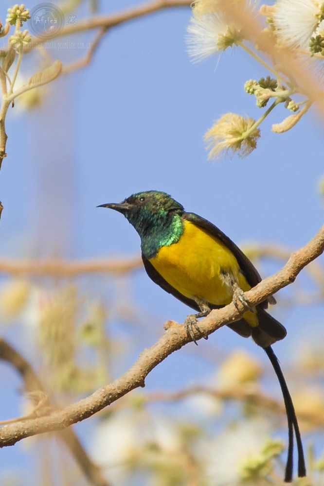 橘胸太阳鸟 orange breasted sunbird