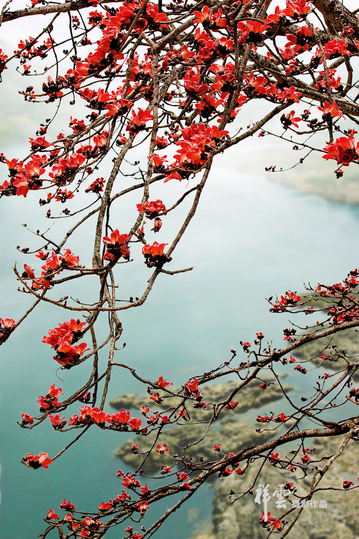 【木棉花的春天摄影图片】广西红水河畔生态摄