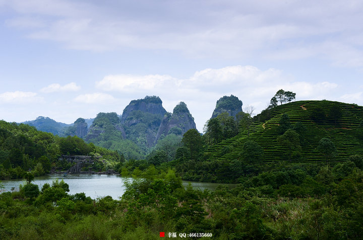 福建政和茶场