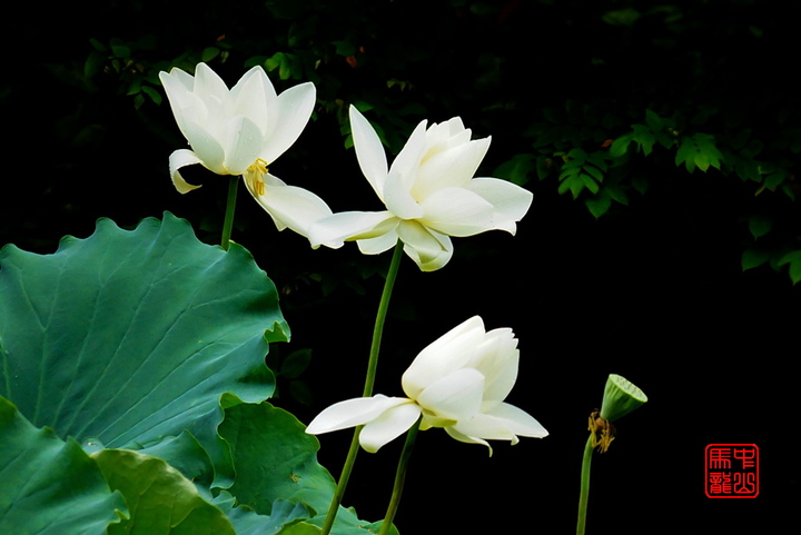 【圣洁的莲花摄影图片】中山市北区公园生态摄