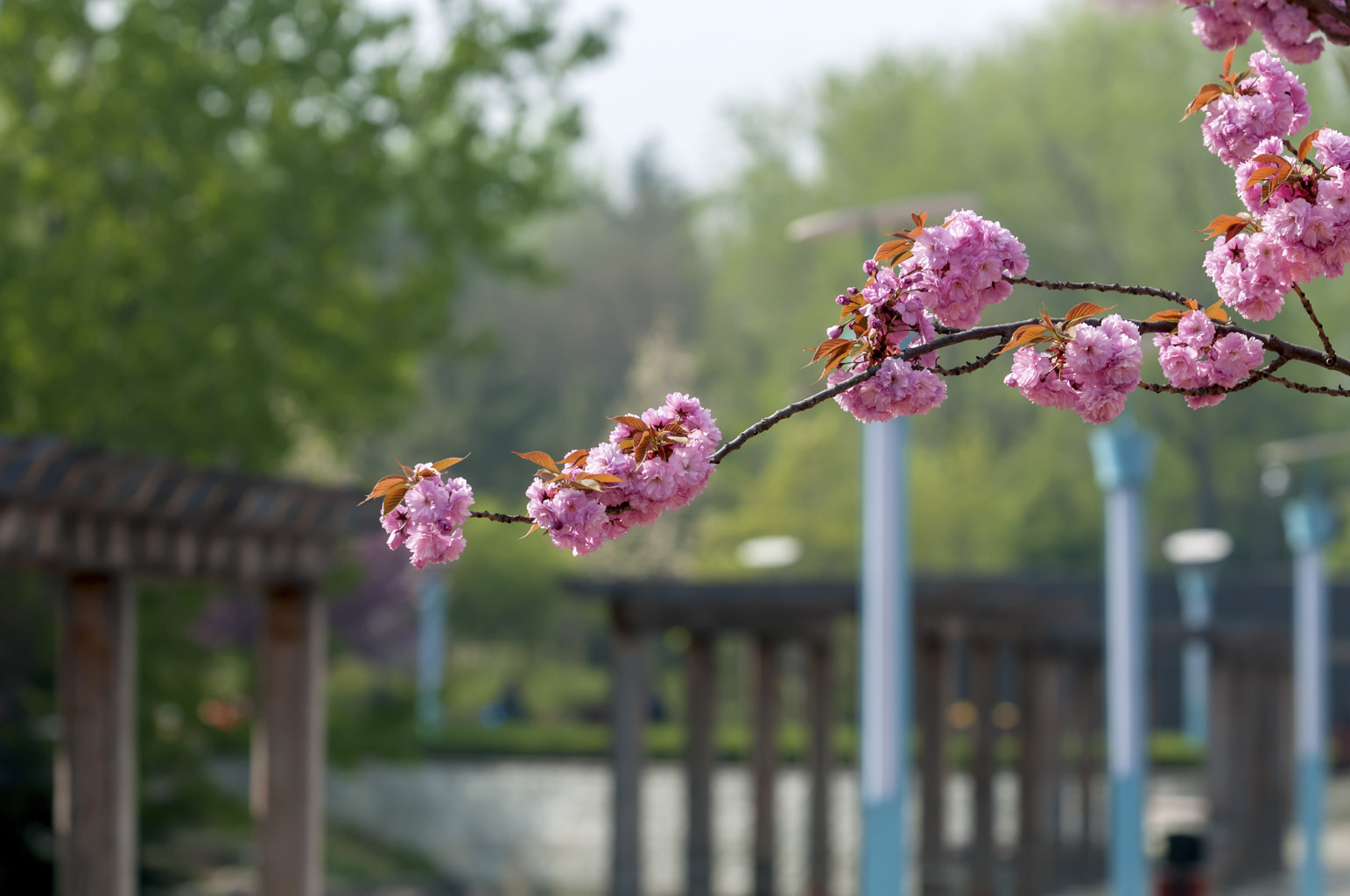 春日樱花