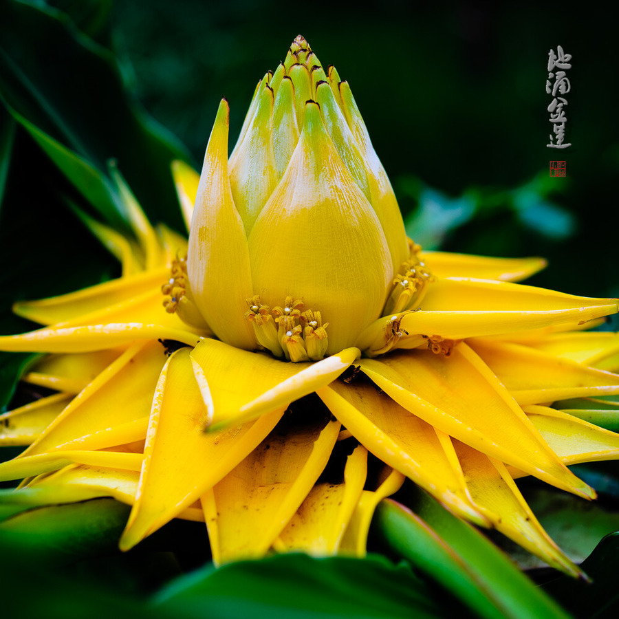 佛教花卉