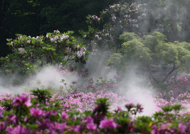 【雾里看花摄影图片】滨江国家森林公园生态摄