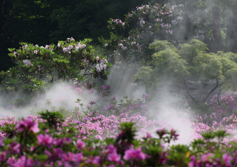 雾里看花