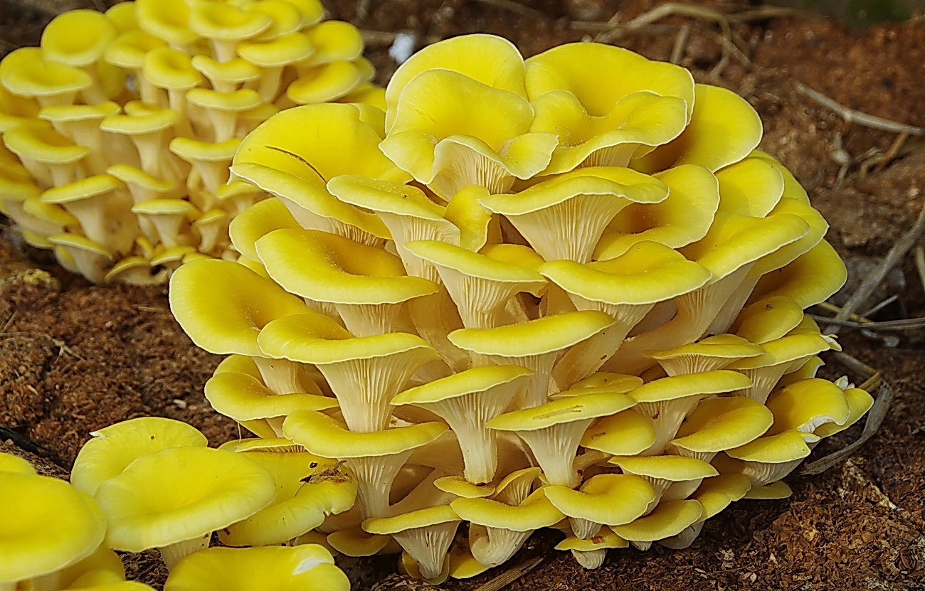 玉皇蘑菇