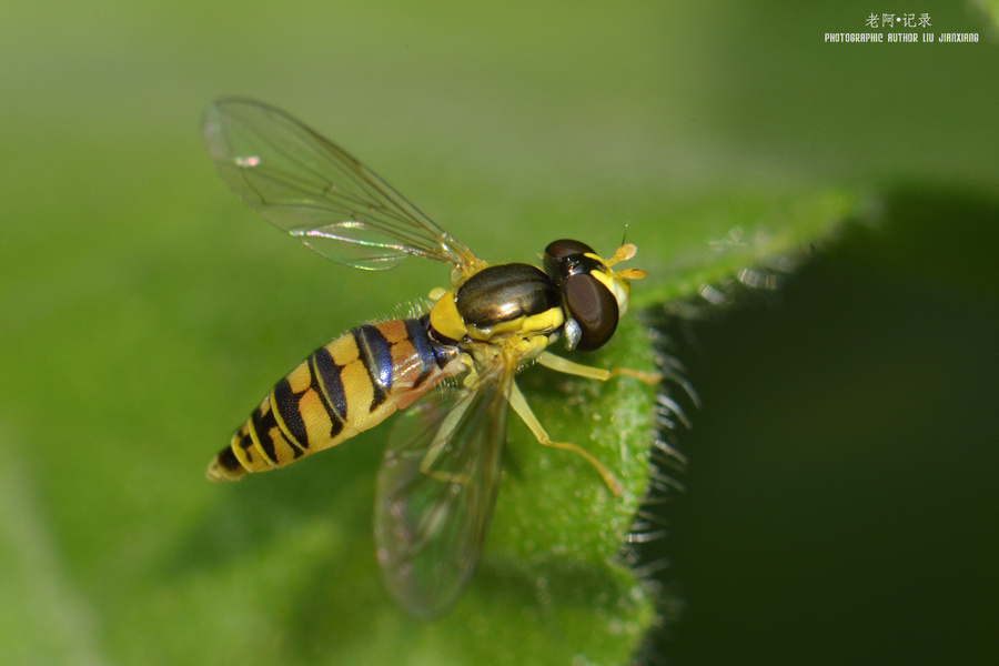 【蜜蜂--NEF直出无后期摄影图片】蜜蜂生态摄