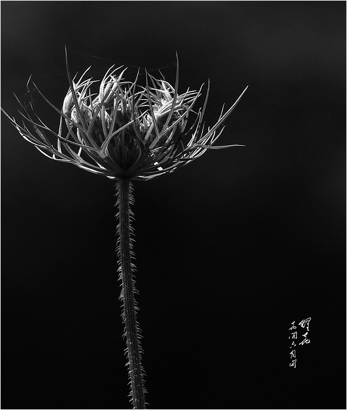 【失色的"美人"——黑白花卉摄影图片】重庆生态摄影