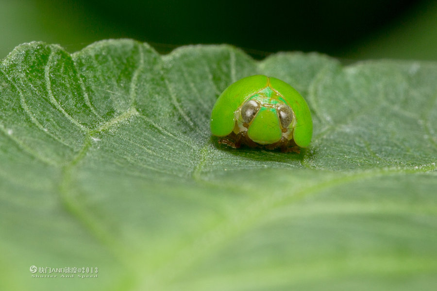 【微观世界-神奇的昆虫摄影图片】白水寨生态