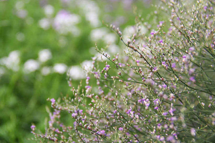 小紫花草