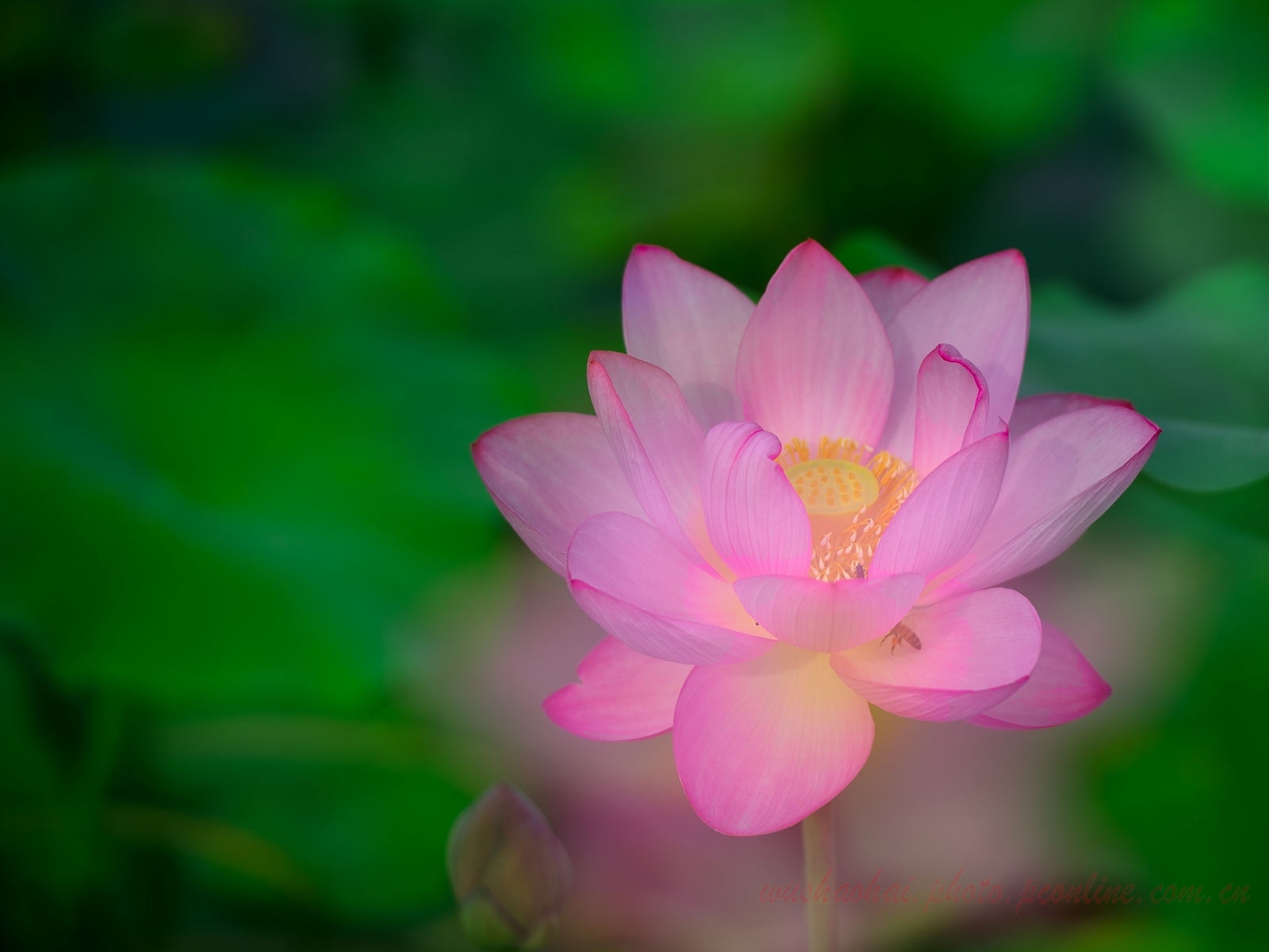 荷花之四(朦胧)