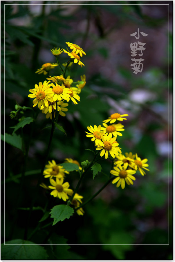 小野菊