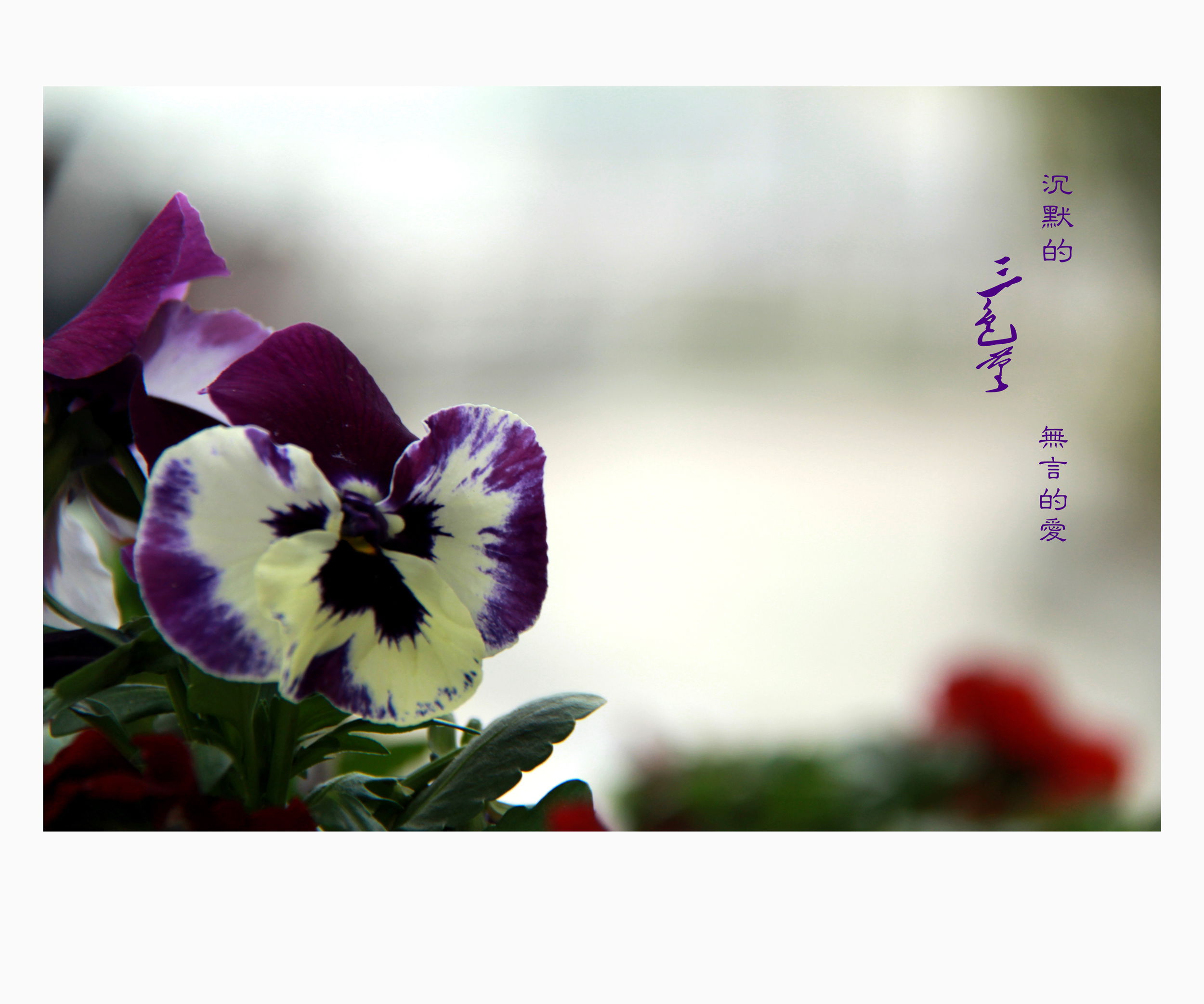 沉默的三色堇