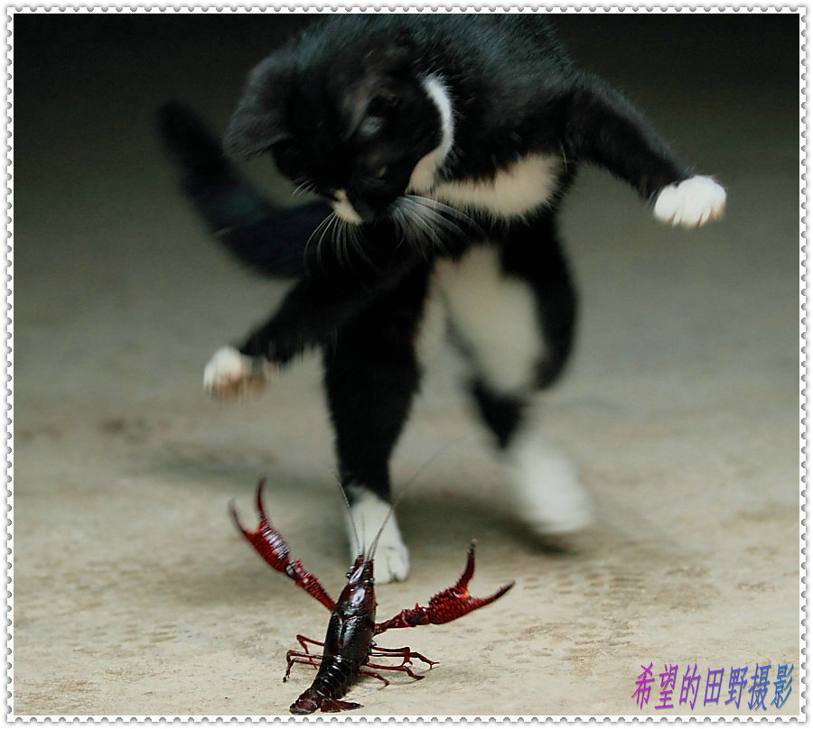 【猫虾大战摄影图片】南京生态摄影