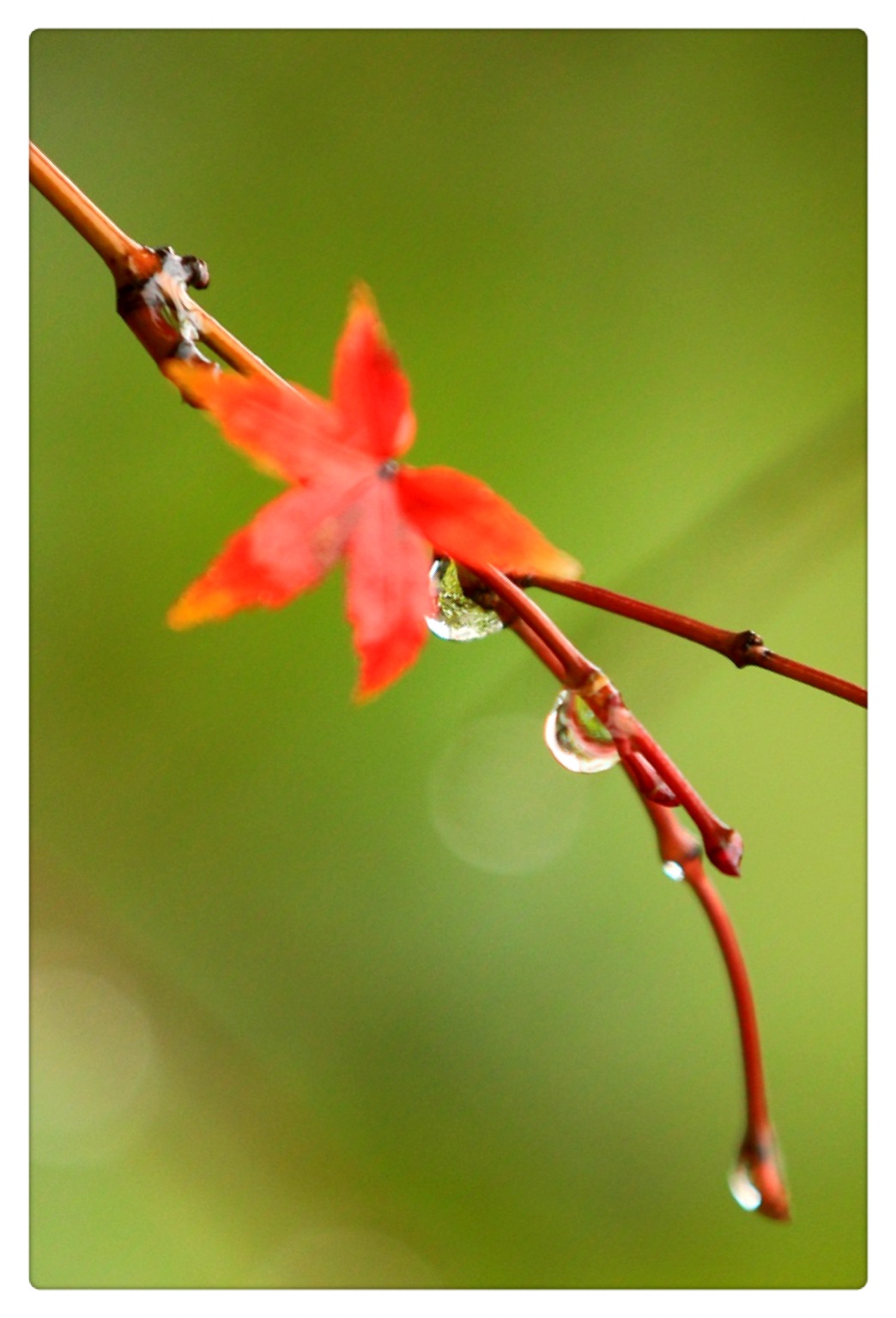 红叶得雨沾满珠