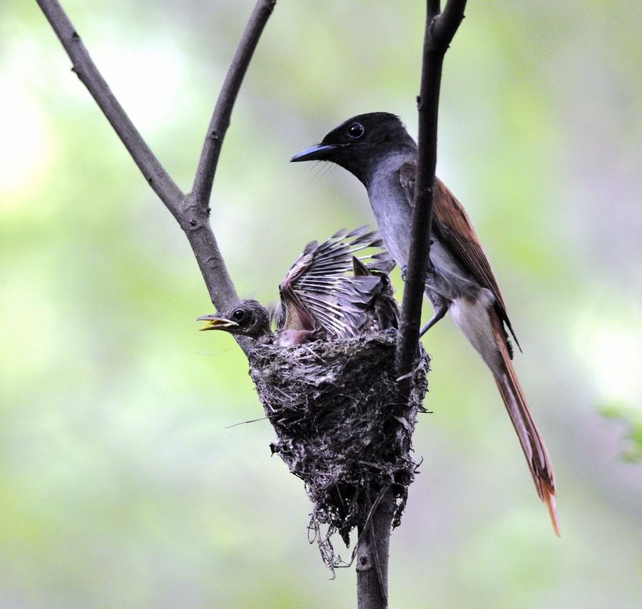 【哺雏-红授带鸟哺育幼鸟摄影图片】柳州生态