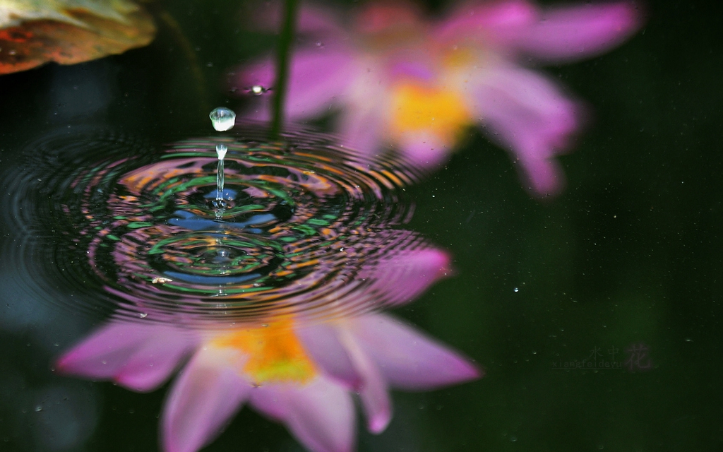 水中花