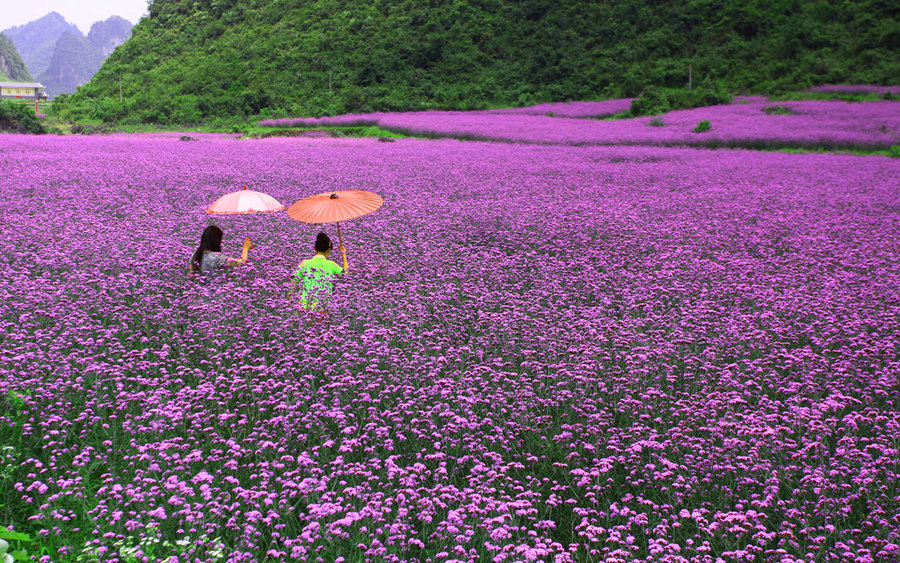 【苗女走过的"香草园"摄影图片】黔南荔波风光摄影_网