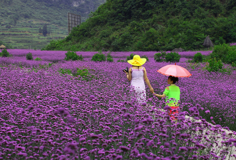 【苗女走过的"香草园"摄影图片】黔南荔波风光摄影_网