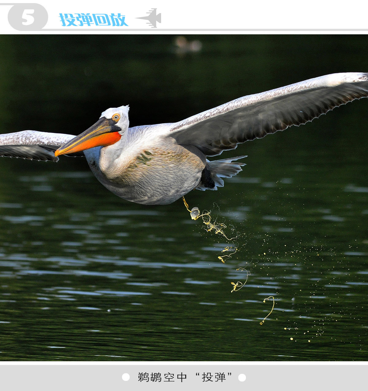 鹈鹕空中"投弹"